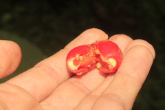 Solanum stramoniifolium