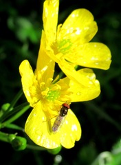 Melanostoma mellinum