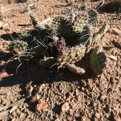 Opuntia tortispina