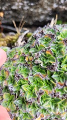 Myosotis pulvinaris