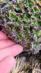 Myosotis pulvinaris