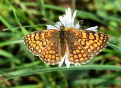 Melitaea