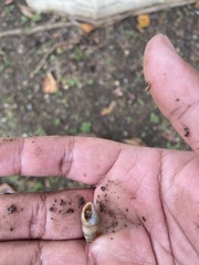 Bulimulus guadalupensis