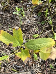 Lysimachia quadrifolia