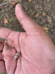 Bulimulus guadalupensis