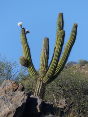 Trichocereus terscheckii