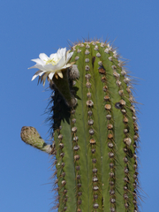 Trichocereus terscheckii