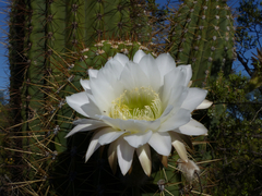 Trichocereus terscheckii