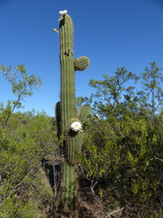 Trichocereus terscheckii
