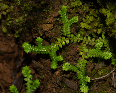 Selaginella denticulata