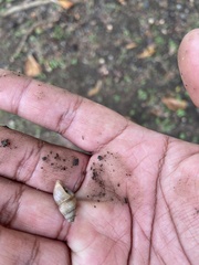 Bulimulus guadalupensis