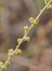 Agrimonia parviflora