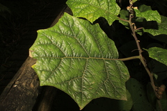 Solanum stramoniifolium