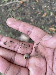 Bulimulus guadalupensis