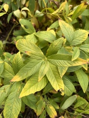 Lysimachia quadrifolia