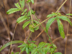 Agrimonia parviflora
