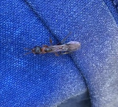 Pseudomyrmex gracilis