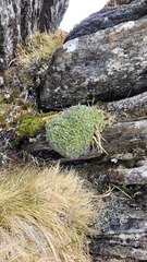 Myosotis pulvinaris