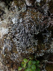 Hypogymnia duplicata