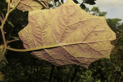Solanum stramoniifolium