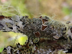 Hypogymnia lophyrea