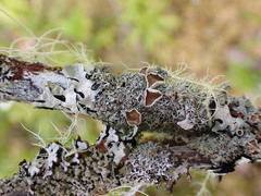 Hypogymnia lophyrea