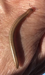 Parajulidae