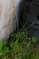 Ranunculus pedatifidus affinis