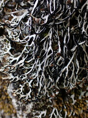 Hypogymnia duplicata