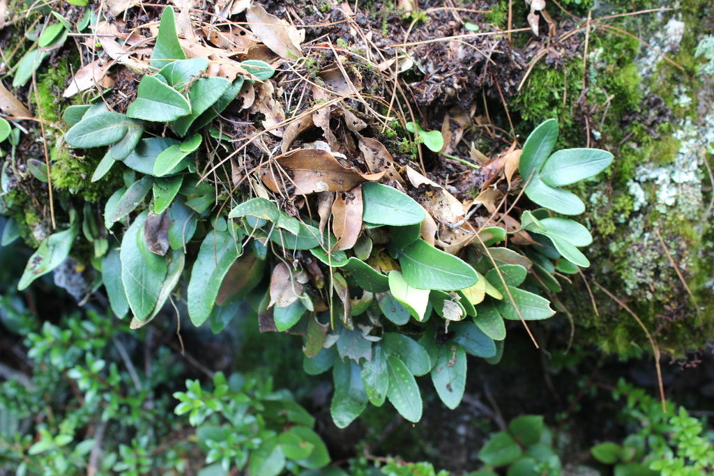Pleopeltis munchii