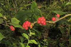 Solanum stramoniifolium