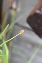 Ranunculus pedatifidus affinis