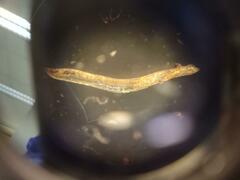 Fridericia ratzeli