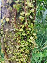 Peperomia rotundifolia