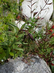 Fritillaria camschatcensis