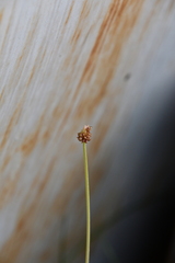 Ranunculus pedatifidus affinis