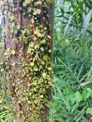 Peperomia rotundifolia