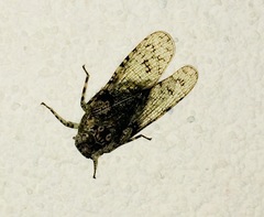 Calyptoproctina