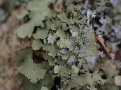 Parmotrema crinitum