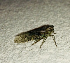 Calyptoproctina