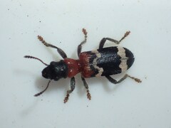 Thanasimus formicarius