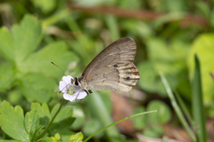 Hypocysta pseudirius