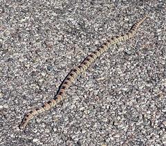 Rhinocheilus lecontei