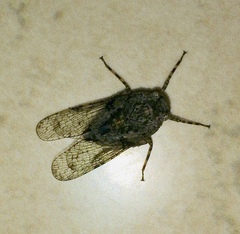 Calyptoproctina