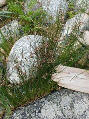 Juncus balticus