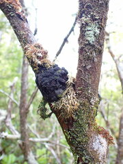 Jackrogersella multiformis