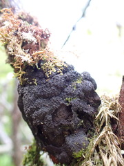 Jackrogersella multiformis