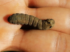 Spodoptera latifascia