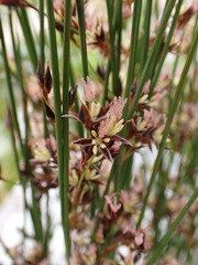 Juncus balticus