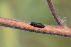 Homalodisca liturata